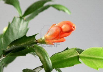 This is also a Truncate -- specif, a Flowr Xmas Cactus  -- in bloom...